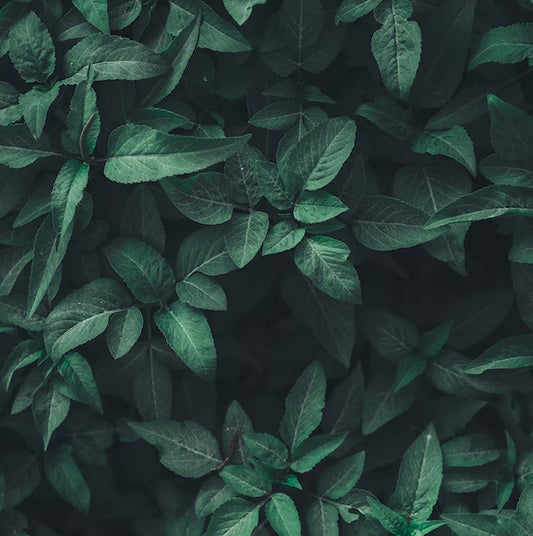 A Guide to Plant Powered Anti-Ageing: What Is Collagen? and How Can We Use Natural Alternatives to Love our Skin & Bodies?