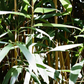 Soft Bamboo Face Cloths